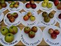 Apple Day, Orchard, Fenton House P1150026